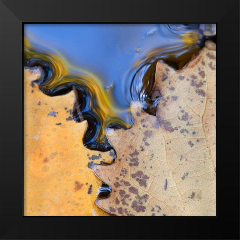 ME, Acadia NP Leaves form pattern on pond water Black Modern Wood Framed Art Print by Rotenberg, Nancy
