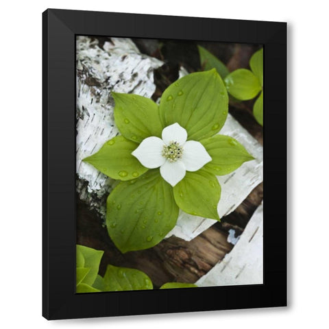 Maine, Acadia NP Bunchberry plant on log Black Modern Wood Framed Art Print by Rotenberg, Nancy