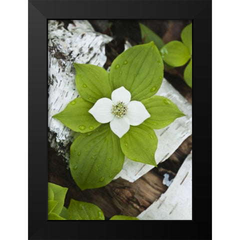 Maine, Acadia NP Bunchberry plant on log Black Modern Wood Framed Art Print by Rotenberg, Nancy