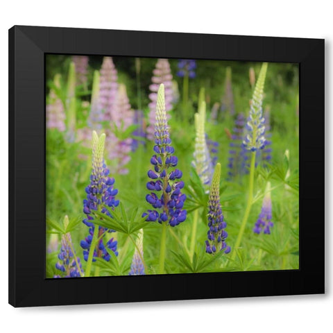 Maine, Acadia NP Field of blooming lupines Black Modern Wood Framed Art Print by Rotenberg, Nancy