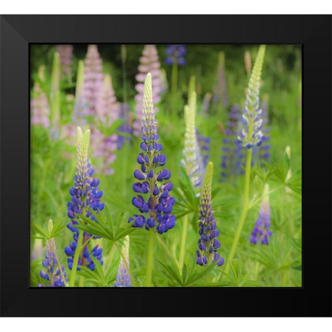 Maine, Acadia NP Field of blooming lupines Black Modern Wood Framed Art Print by Rotenberg, Nancy