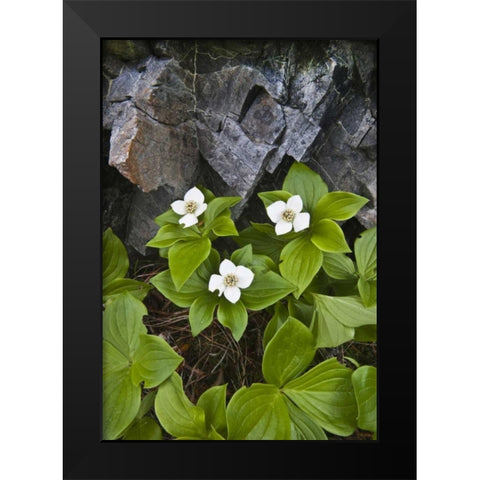 ME, Acadia NP Bunchberry plant and rocks Black Modern Wood Framed Art Print by Rotenberg, Nancy
