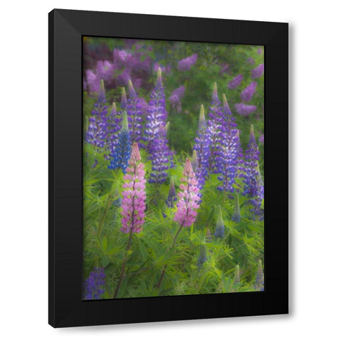 ME, Southwest Harbor Blooming Lupines in garden Black Modern Wood Framed Art Print by Rotenberg, Nancy