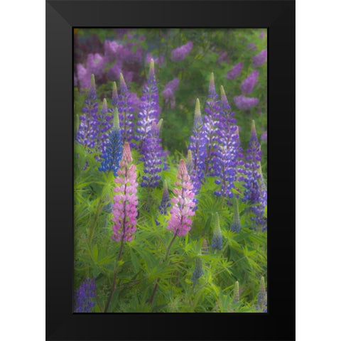 ME, Southwest Harbor Blooming Lupines in garden Black Modern Wood Framed Art Print by Rotenberg, Nancy