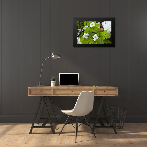 Maine, Acadia NP Bunchberry plant on log Black Modern Wood Framed Art Print by Rotenberg, Nancy