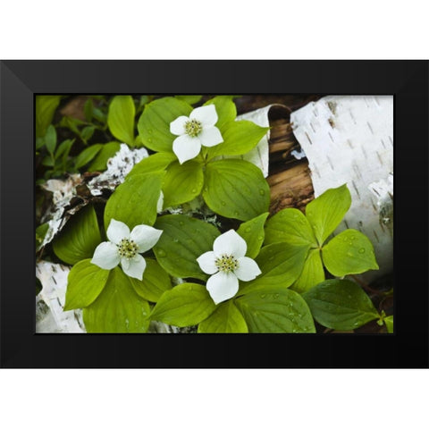 Maine, Acadia NP Bunchberry plant on log Black Modern Wood Framed Art Print by Rotenberg, Nancy