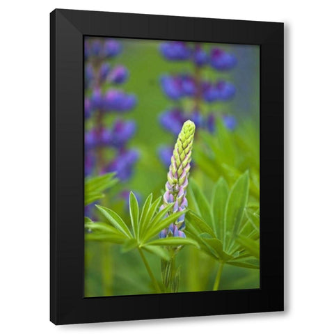 ME, Acadia NP Lupine bud starting to bloom Black Modern Wood Framed Art Print with Double Matting by Rotenberg, Nancy