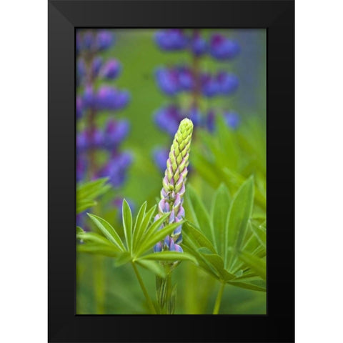 ME, Acadia NP Lupine bud starting to bloom Black Modern Wood Framed Art Print by Rotenberg, Nancy