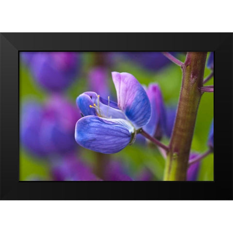 Maine, Acadia NP Blooming lupine flower Black Modern Wood Framed Art Print by Rotenberg, Nancy