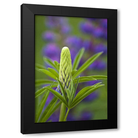 Maine, Acadia NP Close-up of lupine flower bud Black Modern Wood Framed Art Print with Double Matting by Rotenberg, Nancy