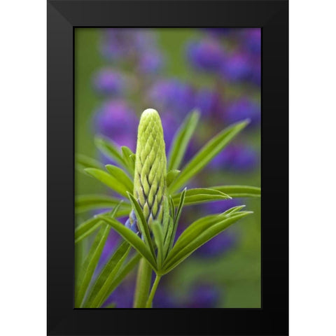 Maine, Acadia NP Close-up of lupine flower bud Black Modern Wood Framed Art Print by Rotenberg, Nancy
