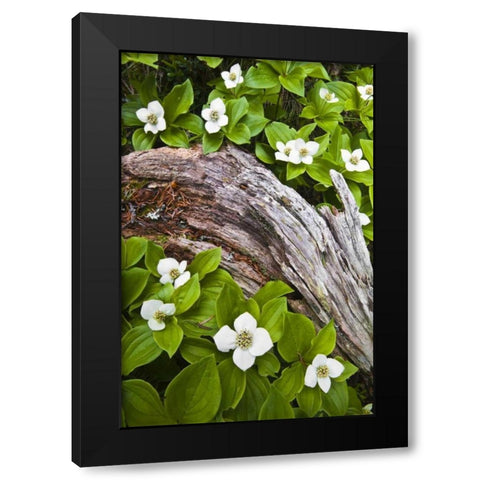 ME, Acadia NP Dwarf cornel plant on rotting log Black Modern Wood Framed Art Print by Rotenberg, Nancy