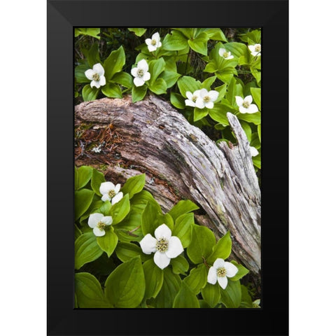 ME, Acadia NP Dwarf cornel plant on rotting log Black Modern Wood Framed Art Print by Rotenberg, Nancy