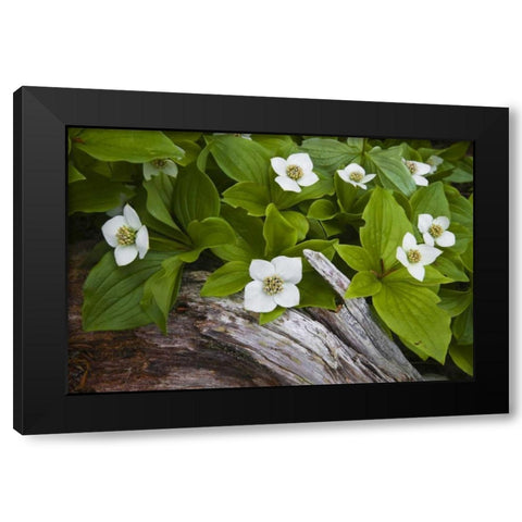 ME, Acadia NP Dwarf cornel plant on rotting log Black Modern Wood Framed Art Print with Double Matting by Rotenberg, Nancy