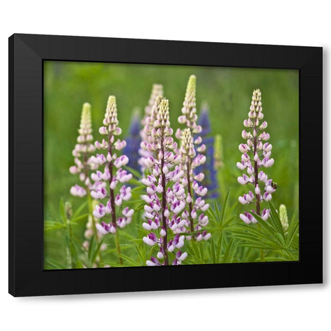 Maine, Acadia NP Lupine flowers and bee Black Modern Wood Framed Art Print with Double Matting by Rotenberg, Nancy