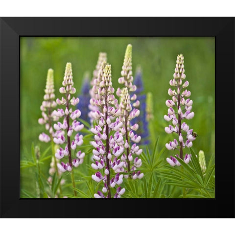 Maine, Acadia NP Lupine flowers and bee Black Modern Wood Framed Art Print by Rotenberg, Nancy