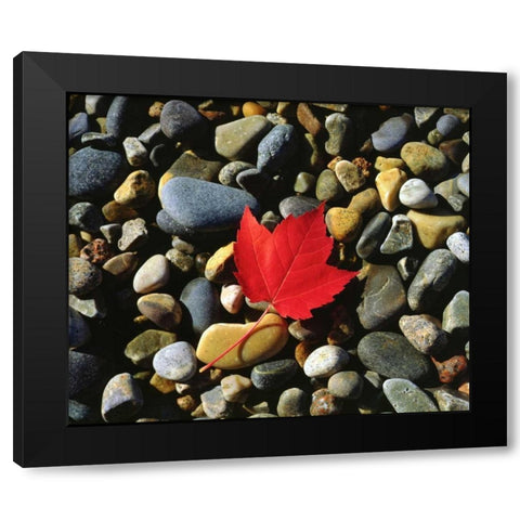 USA, Maine, A Maple leaf on a Rock Background Black Modern Wood Framed Art Print with Double Matting by Talbot Frank, Christopher
