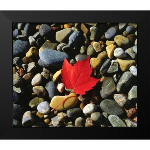 USA, Maine, A Maple leaf on a Rock Background Black Modern Wood Framed Art Print by Talbot Frank, Christopher