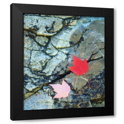 USA, Maine, A Maple leaf on a Rock Background Black Modern Wood Framed Art Print with Double Matting by Talbot Frank, Christopher