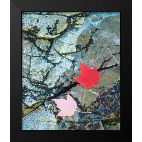 USA, Maine, A Maple leaf on a Rock Background Black Modern Wood Framed Art Print by Talbot Frank, Christopher