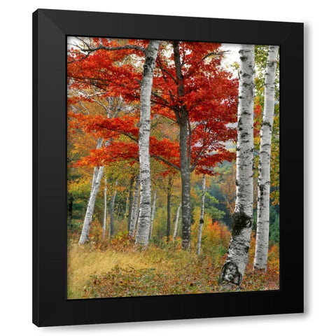 ME, Wyman Lake Forest in autumn Black Modern Wood Framed Art Print by Terrill, Steve