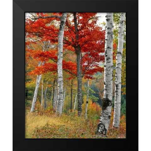 ME, Wyman Lake Forest in autumn Black Modern Wood Framed Art Print by Terrill, Steve