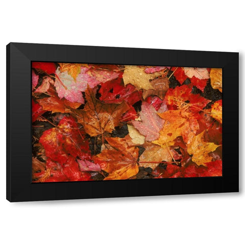 USA, Maine Autumn maple leaves Black Modern Wood Framed Art Print by Bush, Marie