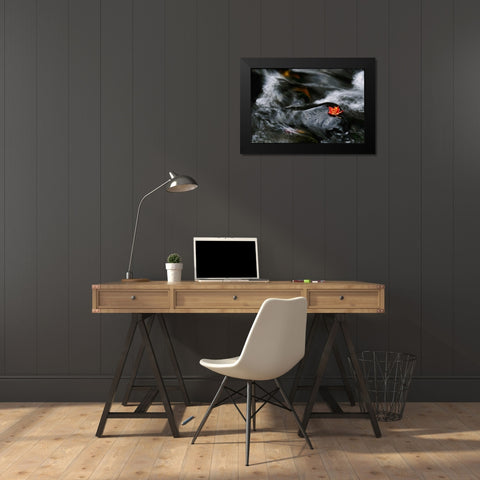 USA, Maine Maple leaf on black rock in stream Black Modern Wood Framed Art Print by Bush, Marie