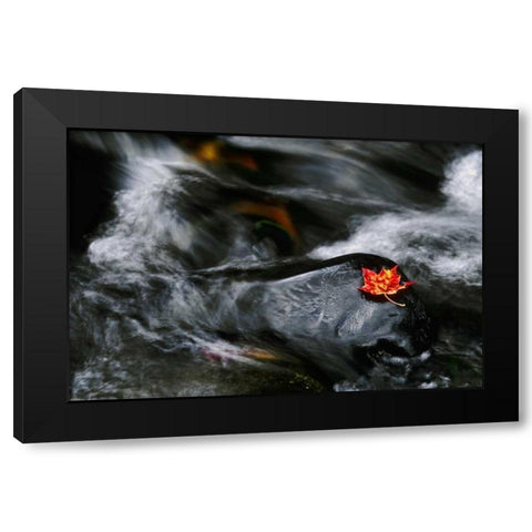 USA, Maine Maple leaf on black rock in stream Black Modern Wood Framed Art Print by Bush, Marie