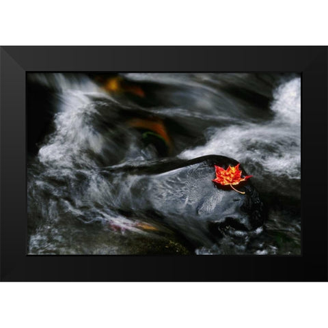 USA, Maine Maple leaf on black rock in stream Black Modern Wood Framed Art Print by Bush, Marie
