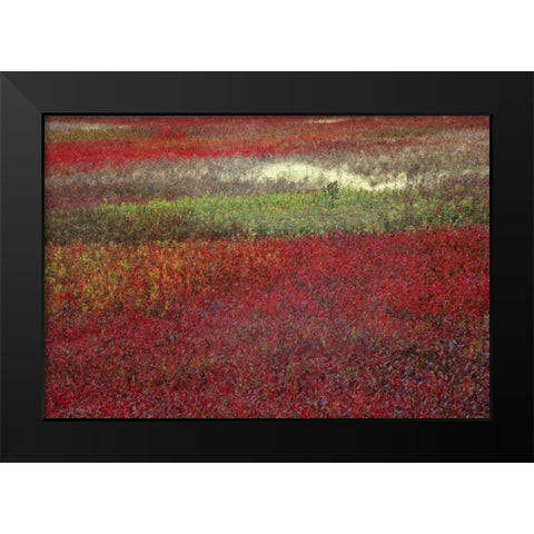 USA, Maine Blueberry fields in autumn Black Modern Wood Framed Art Print by Rotenberg, Nancy