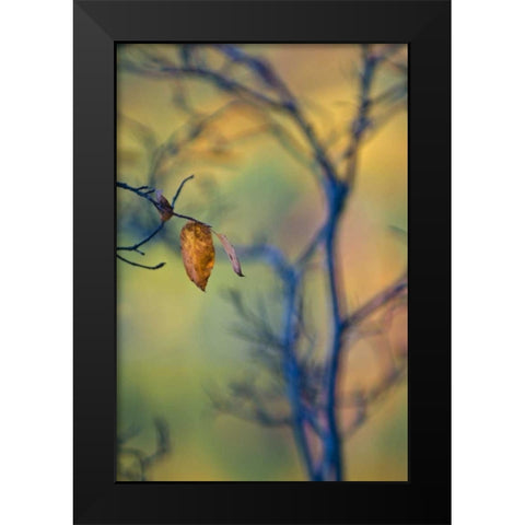 Maine, Acadia NP Autumn leaves and tree abstract Black Modern Wood Framed Art Print by Rotenberg, Nancy