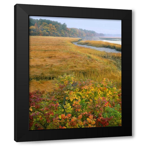 ME, Kennebunkport Tidal marsh on the Mousam Black Modern Wood Framed Art Print by Terrill, Steve