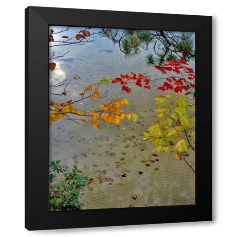 Maine Scenic of lake shore of Upper Togue Pond Black Modern Wood Framed Art Print with Double Matting by Terrill, Steve