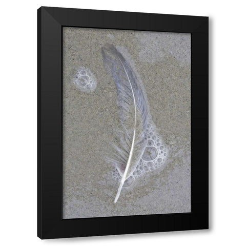 USA, Maine, Pine Point Gull feather on beach Black Modern Wood Framed Art Print with Double Matting by Delisle, Gilles