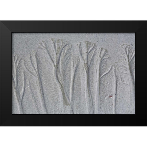 Maine, Pine Point Forest-like sand patterns Black Modern Wood Framed Art Print by Delisle, Gilles