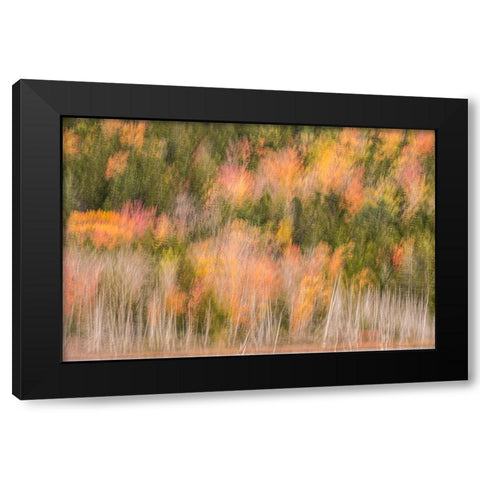 USA-Maine-Acadia National Park Forest abstract Black Modern Wood Framed Art Print by Jaynes Gallery