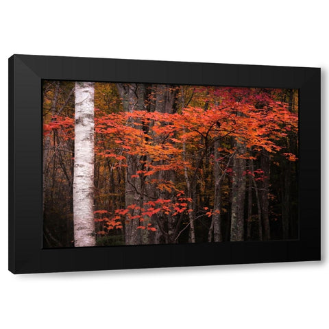 USA-Maine-Acadia National Park Black Modern Wood Framed Art Print by Jaynes Gallery