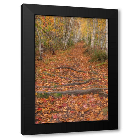USA-Maine-Acadia National Park Tree roots in forest trail Black Modern Wood Framed Art Print with Double Matting by Jaynes Gallery