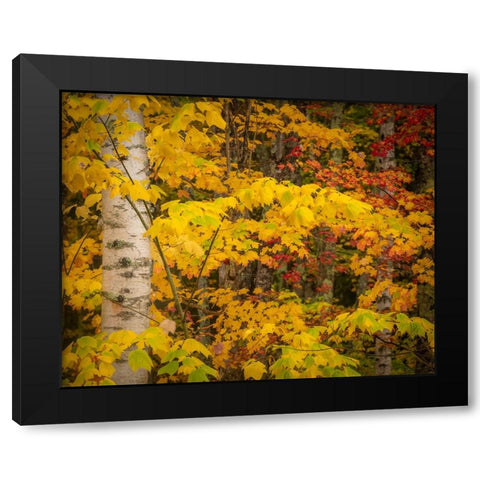 USA-Maine-Acadia National Park Autumn colors in forest Black Modern Wood Framed Art Print by Jaynes Gallery