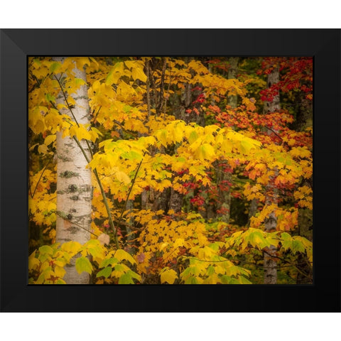 USA-Maine-Acadia National Park Autumn colors in forest Black Modern Wood Framed Art Print by Jaynes Gallery
