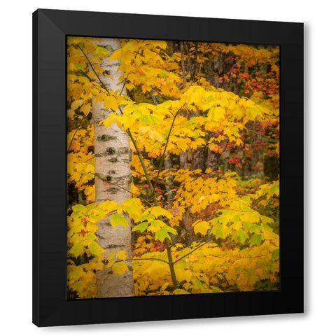 USA-Maine-Acadia National Park Autumn colors in forest Black Modern Wood Framed Art Print with Double Matting by Jaynes Gallery