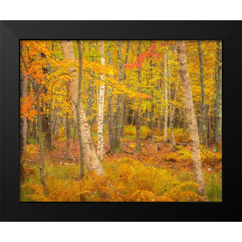 USA-Maine-Acadia National Park Autumn colors in forest Black Modern Wood Framed Art Print by Jaynes Gallery