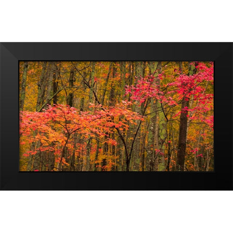 USA-Maine-Acadia National Park Black Modern Wood Framed Art Print by Jaynes Gallery