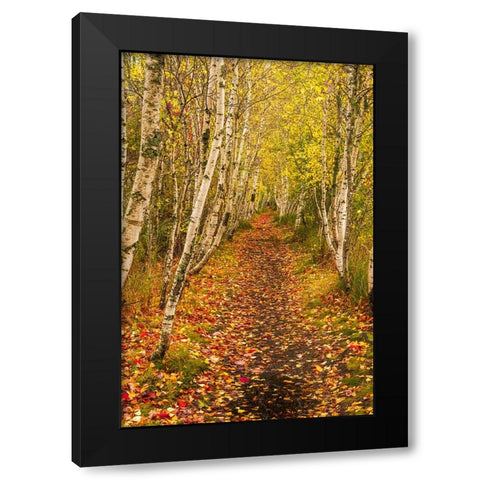 USA-Maine-Acadia National Park Forest trail Black Modern Wood Framed Art Print by Jaynes Gallery