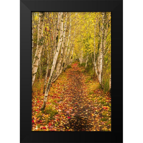 USA-Maine-Acadia National Park Forest trail Black Modern Wood Framed Art Print by Jaynes Gallery
