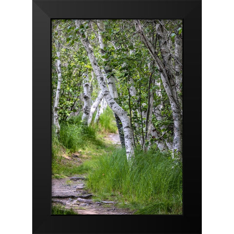 Paper birch trees along pathway in Acadia National Park-Maine-USA Black Modern Wood Framed Art Print by Haney, Chuck