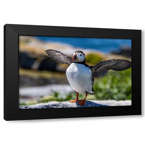 Atlantic Puffins on Machias Seal island-Maine-USA Black Modern Wood Framed Art Print by Haney, Chuck