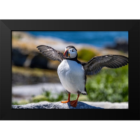 Atlantic Puffins on Machias Seal island-Maine-USA Black Modern Wood Framed Art Print by Haney, Chuck