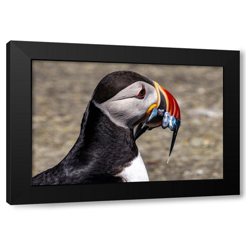Atlantic Puffin with fish on Machias Seal island-Maine-USA Black Modern Wood Framed Art Print with Double Matting by Haney, Chuck
